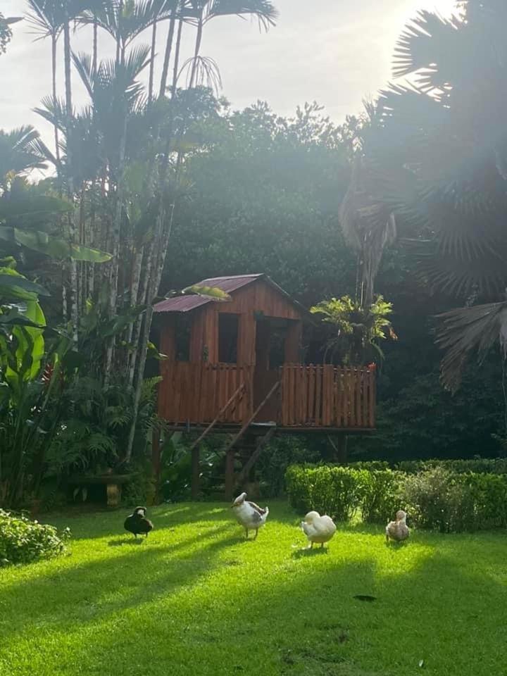 La Purruja Lodge Golfito Zewnętrze zdjęcie